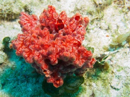 Pink Lumpy Sponge IMG 6343